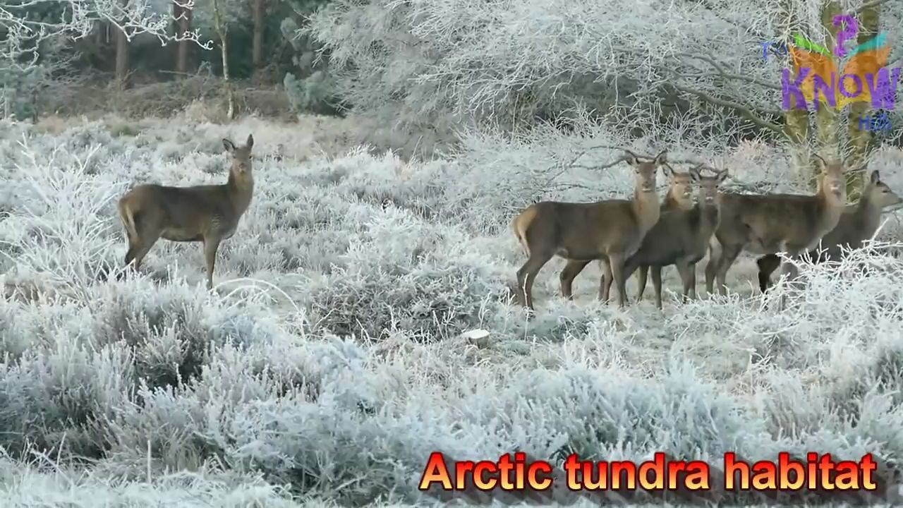 [图]【科学 动物生活的生态环境】Different Animal Habitats (where animals live)