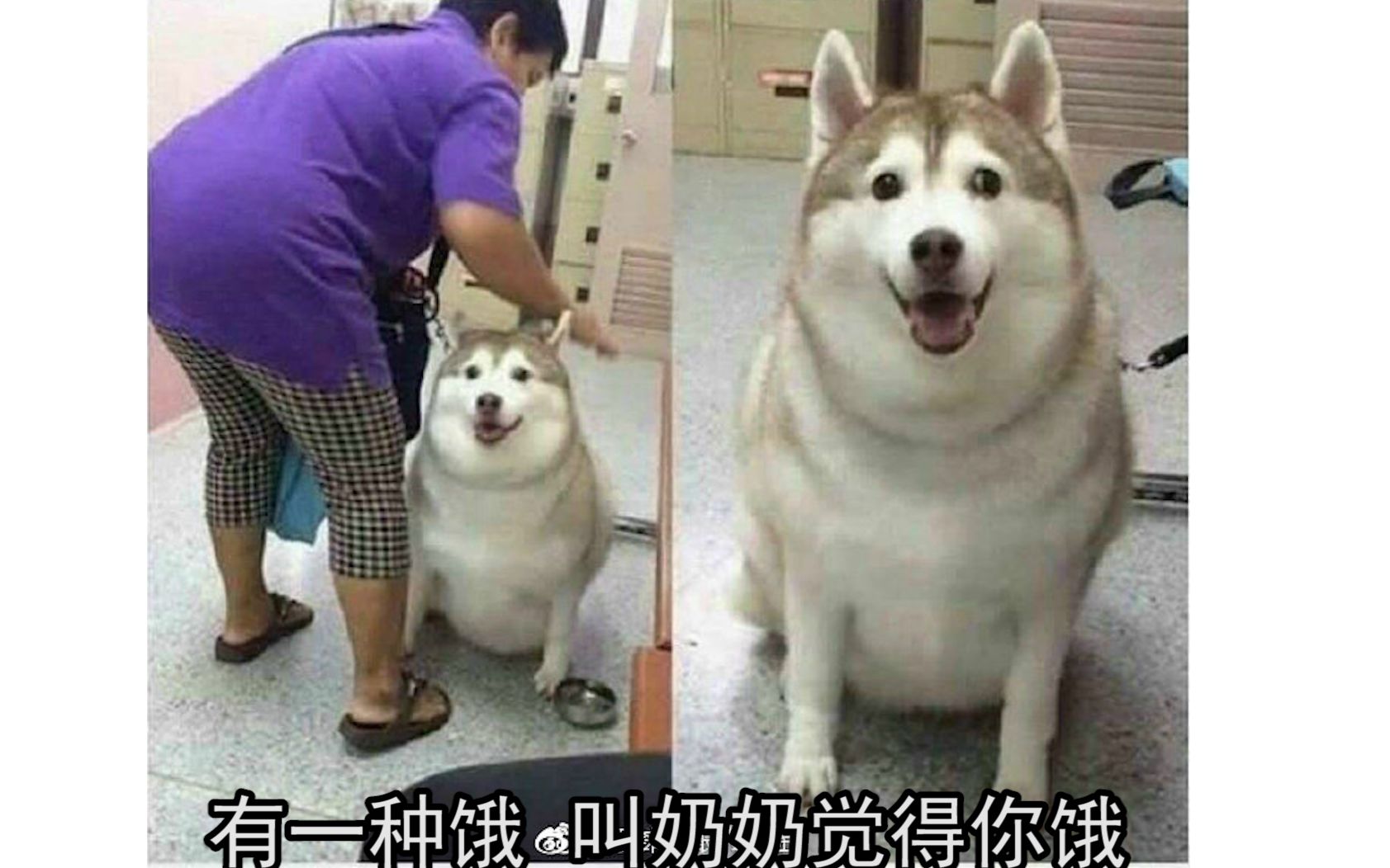 有一种饿 叫奶奶觉得你饿( 07_ゝ`) 网络上那些有毒的沙雕图 #129