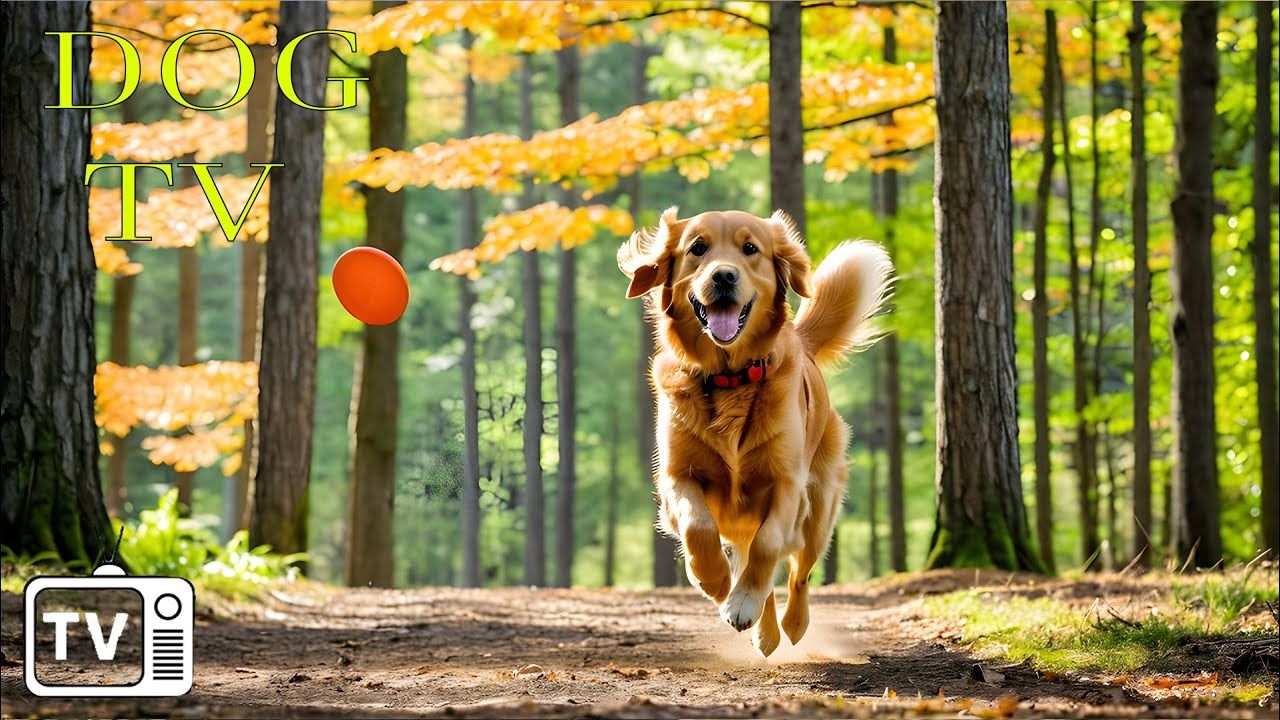 [图]DOG TV：为焦虑的狗狗提供视频娱乐 - 缓解狗狗在家焦虑的终极方法