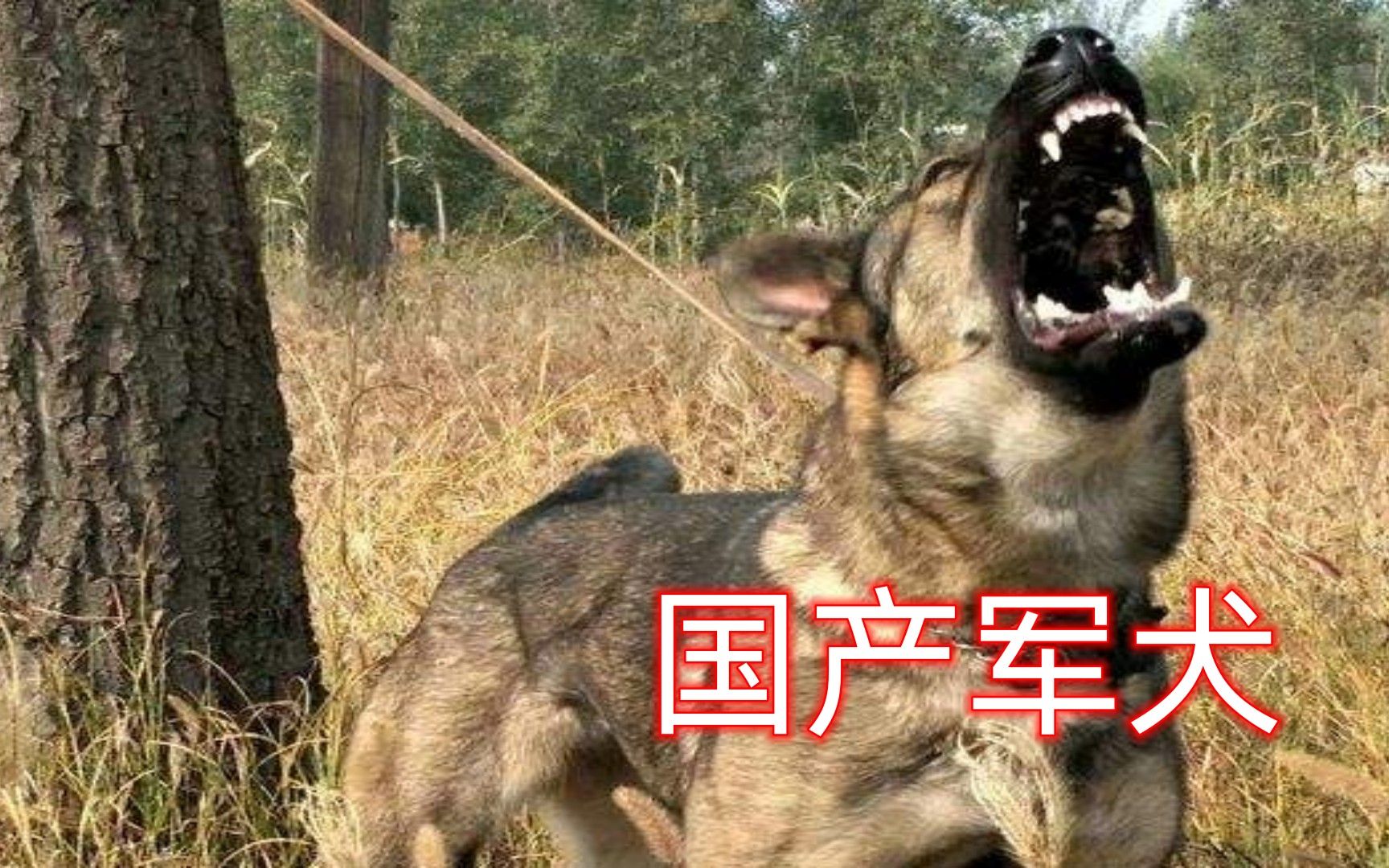 国产顶级军犬昆明犬,曾经价值万元,战斗力完胜德牧哔哩哔哩bilibili