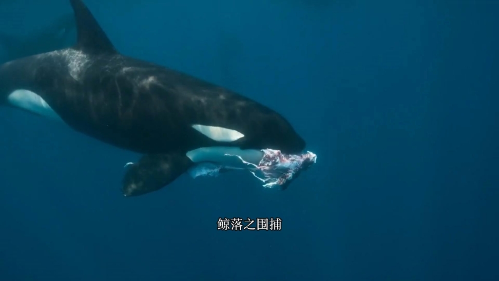 虎鲸一场完美的围捕,鲸鱼幼崽的死亡
