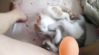 Download Video: 【在家治疗猫传腹日记：第26天】看不出来是前不久得了绝症的猫咪