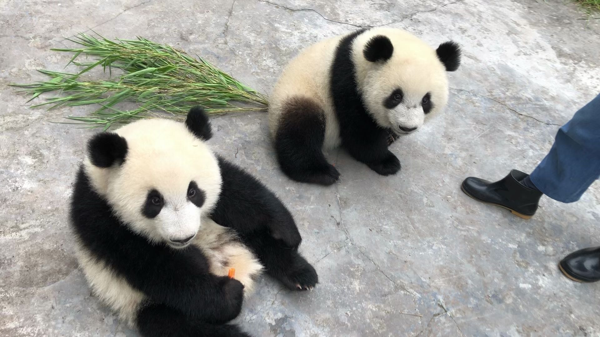 【熊猫团子双重喜庆】四宝抢食现场报道