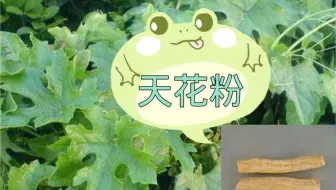 瓜蒌和天花粉 哔哩哔哩 Bilibili