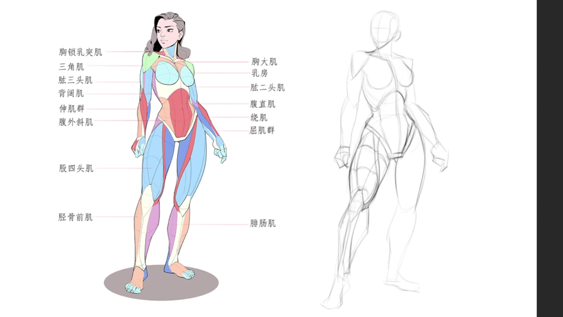 女人体肌肉临摹练习