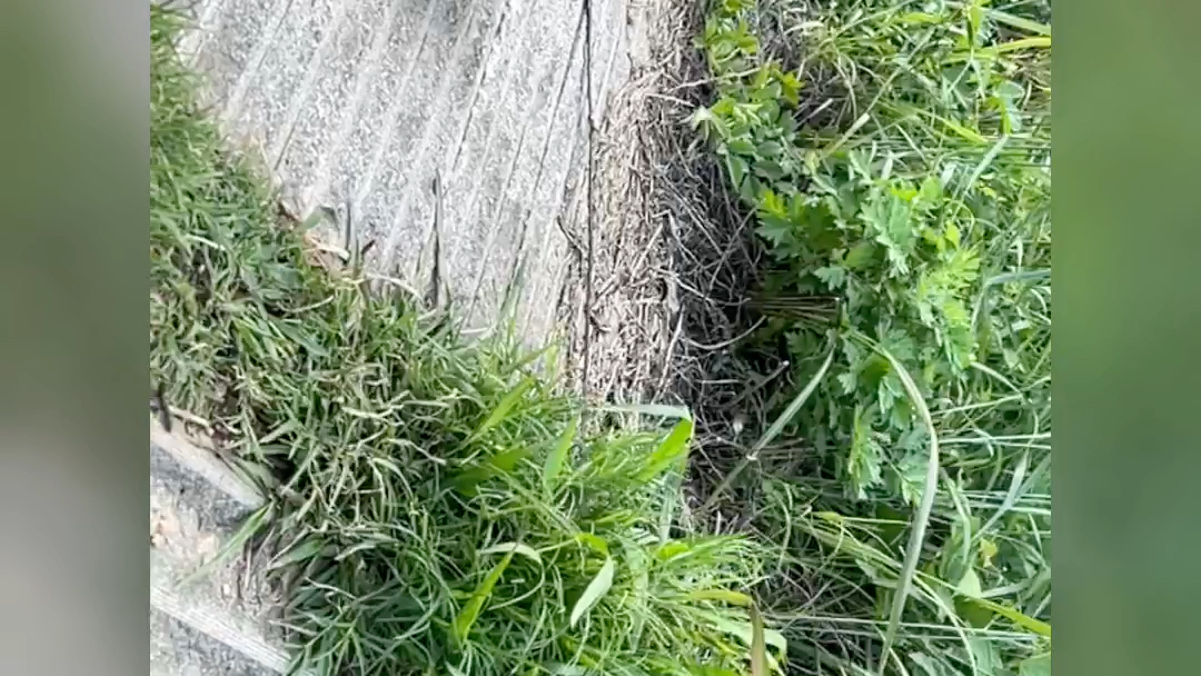 莽牛巴博斯八斤了