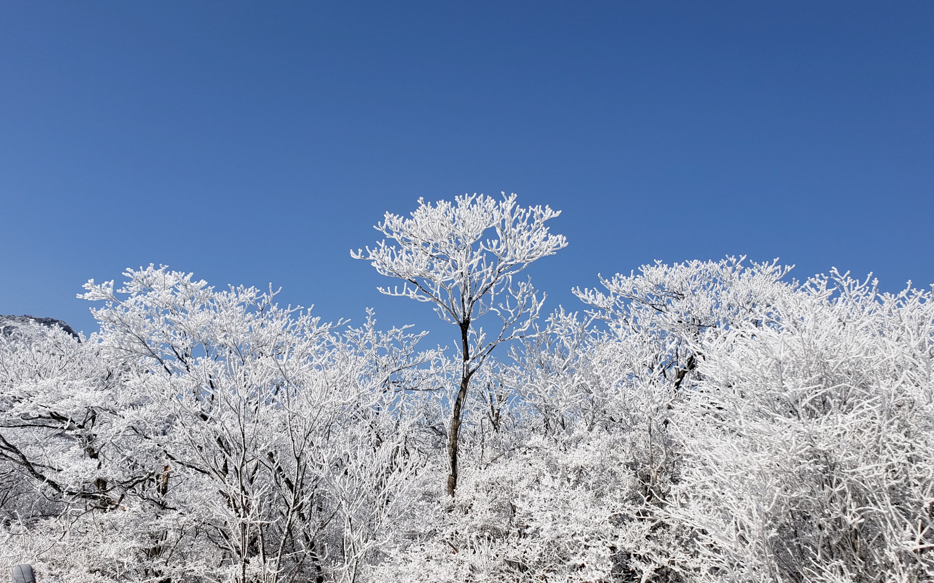 [图]【龙王山雾凇】浙江安吉 这冰雪琉璃世界，要与值得的人一起分享。