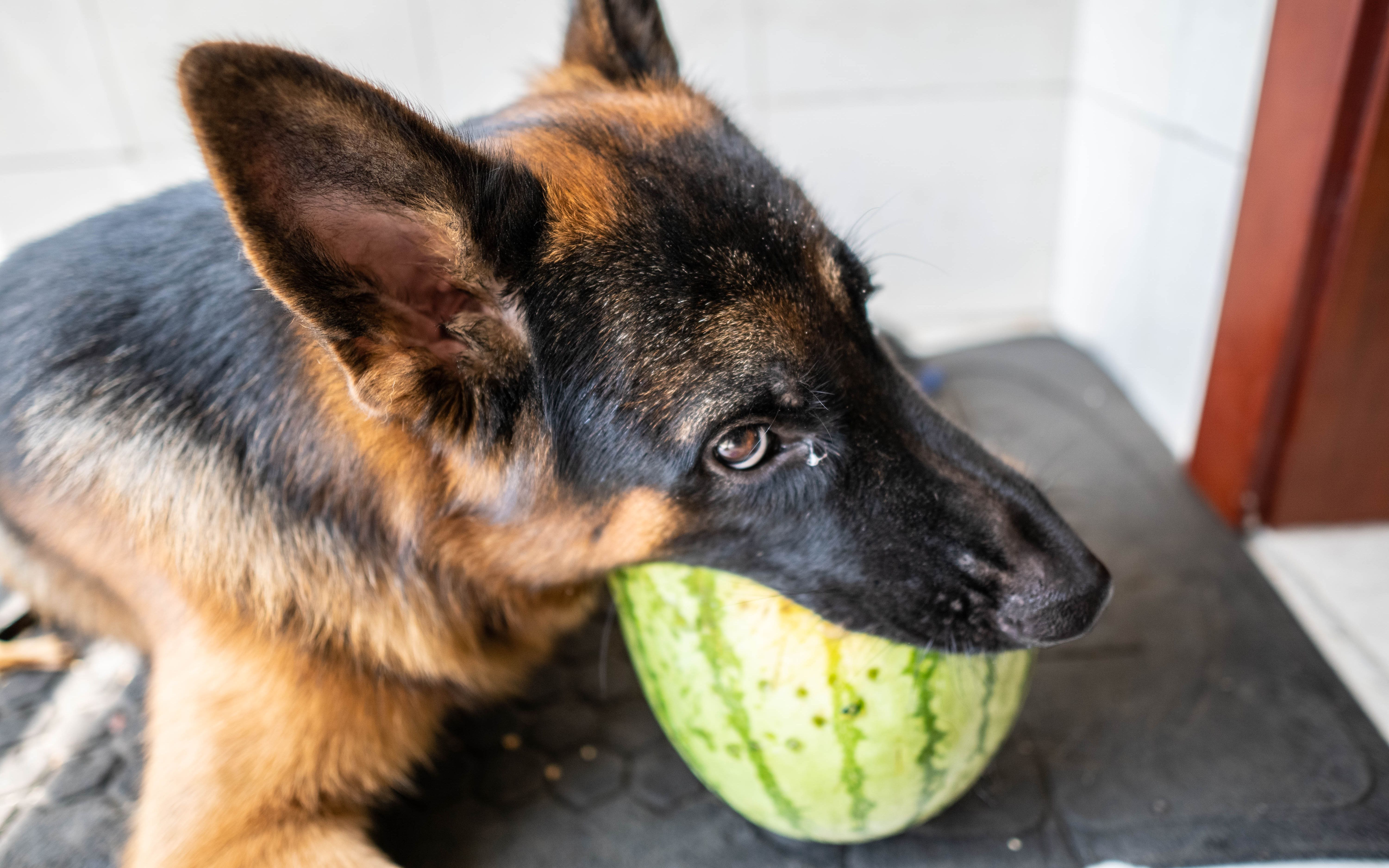 大贱狗一吃西瓜我就觉得被卖狗的骗了