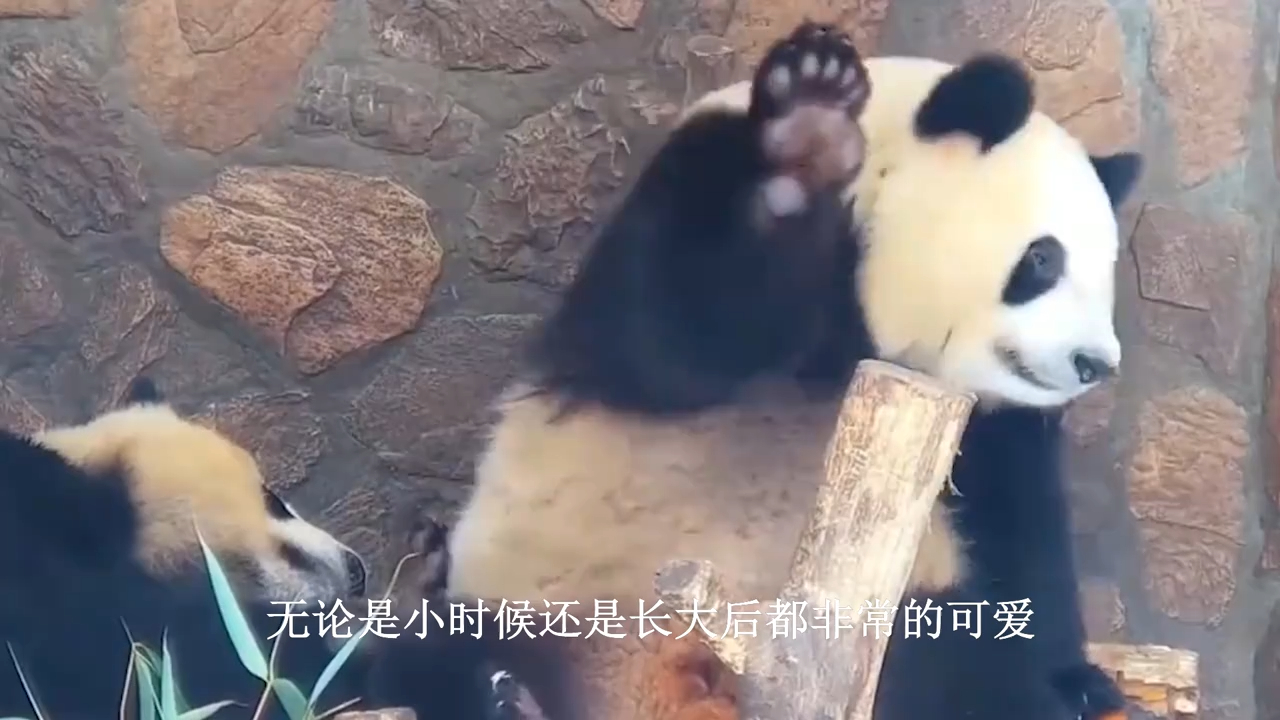 超级搞笑的熊猫排队喝奶