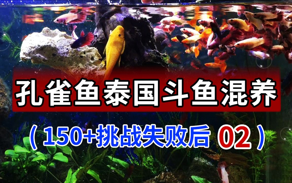 泰國鬥魚孔雀魚150 高密度混養挑戰失敗後02,魚缸造景調整