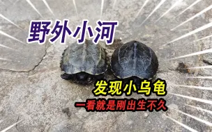 野外小河的大石头上面，捡到两只正在晒背的小乌龟，非常小真可爱