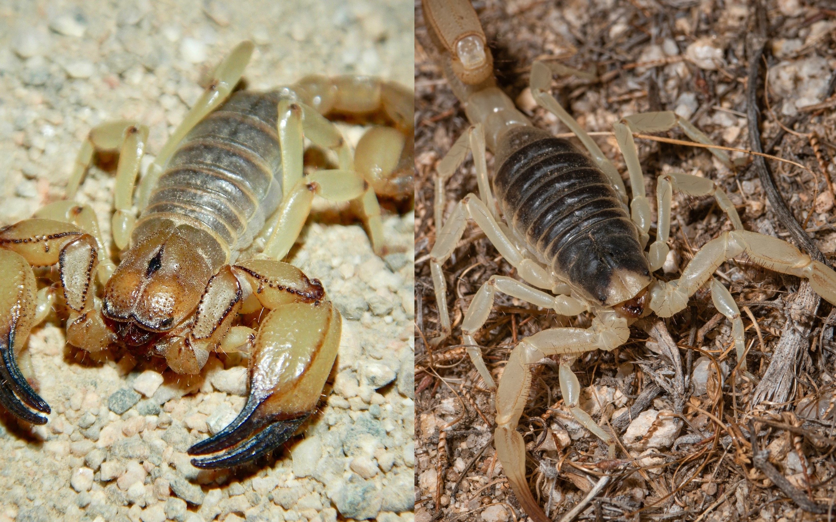 【转载】在莫哈维沙漠寻找假尾戮蝎(anuroctonus)和安沙波利哥厚尾蝎