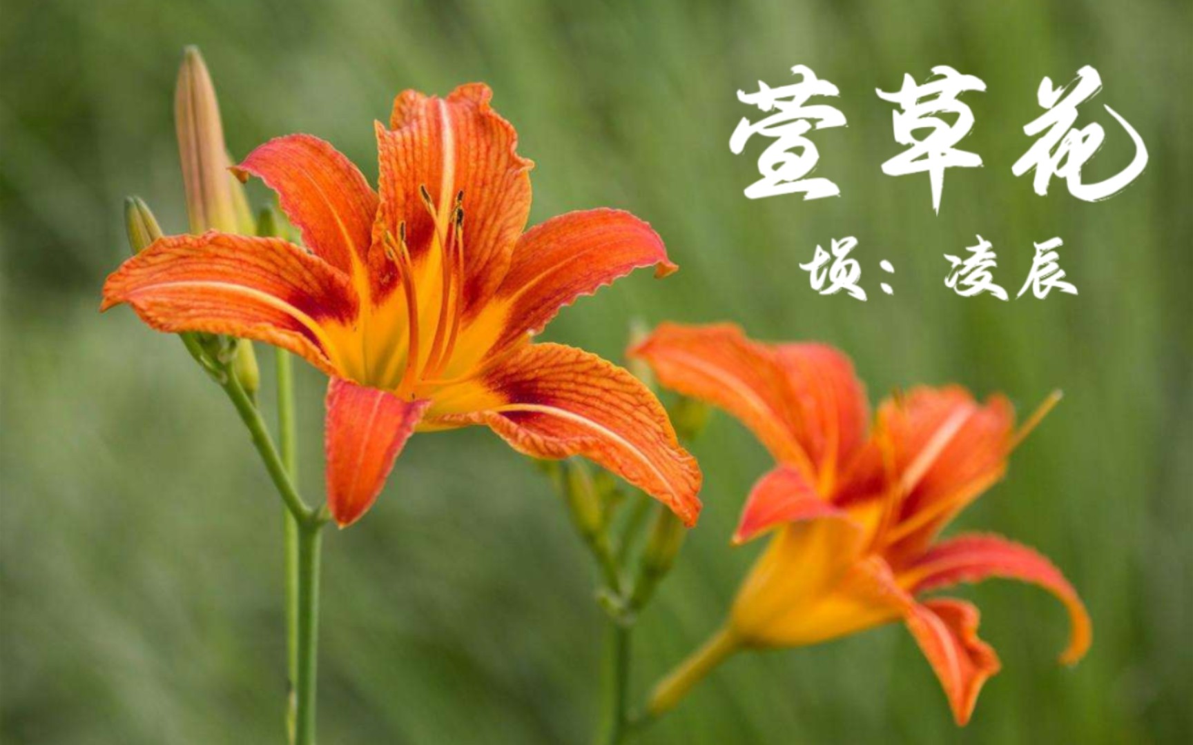 【埙】演奏:《萱草花》