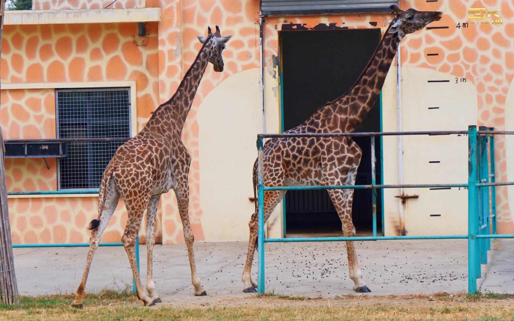 【长颈鹿】优雅大长腿 漫步大草坪