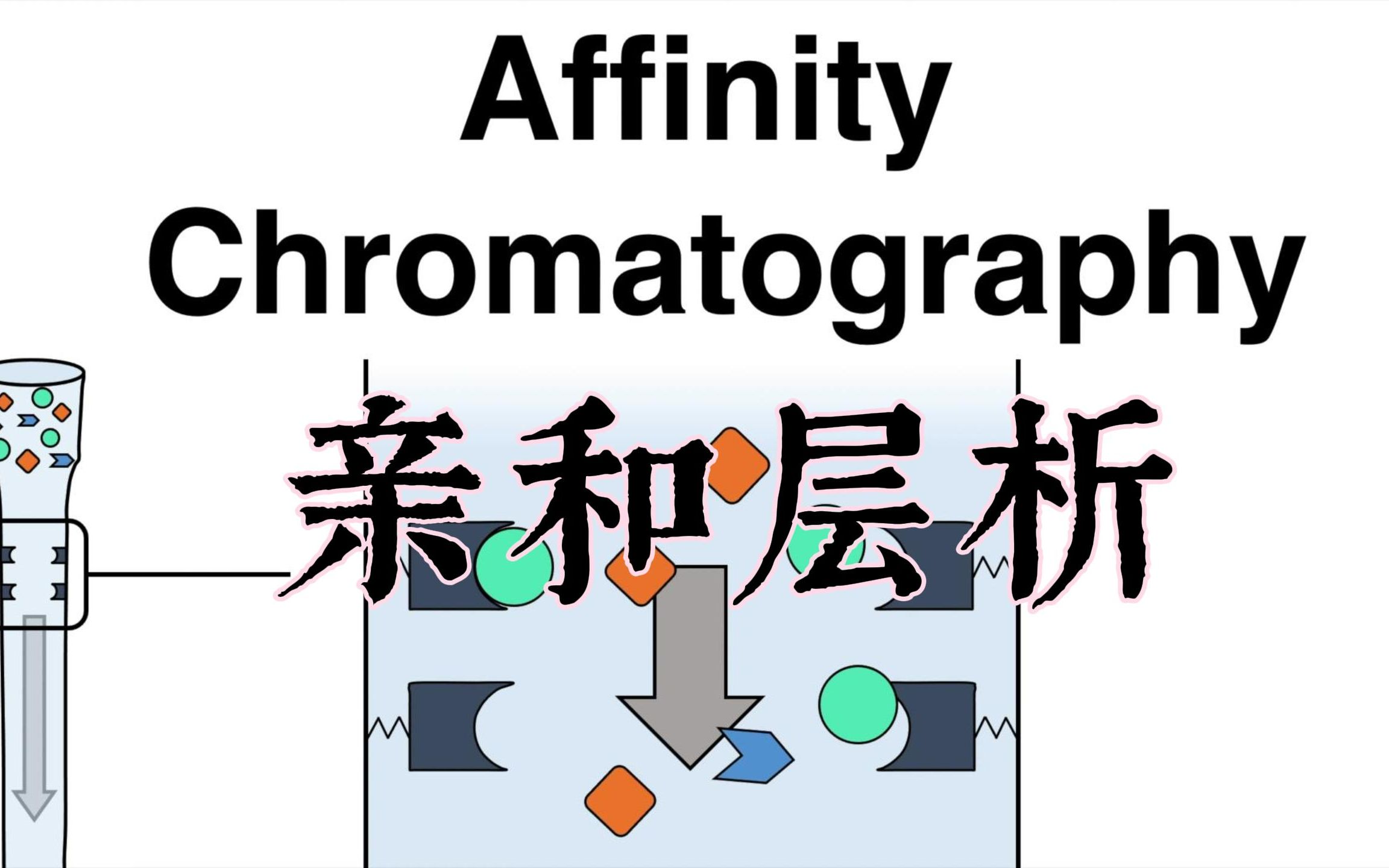 【亲和层析】固定化亲和层析分离蛋白质的原理介绍哔哩哔哩bilibili