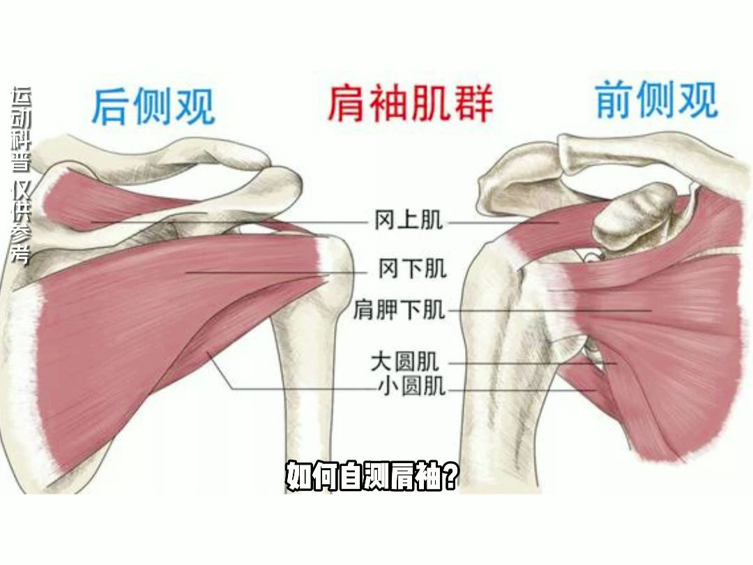 肩胛下肌测试