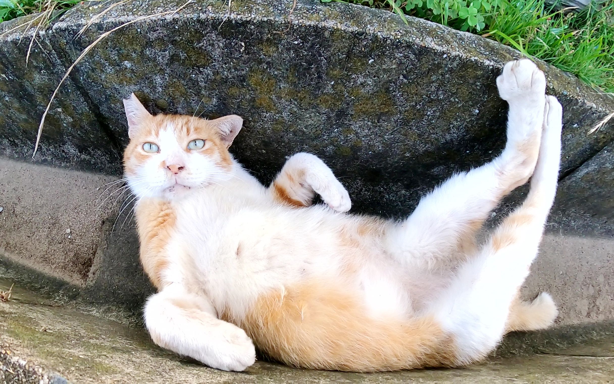 猫舒服地躺在排水沟里