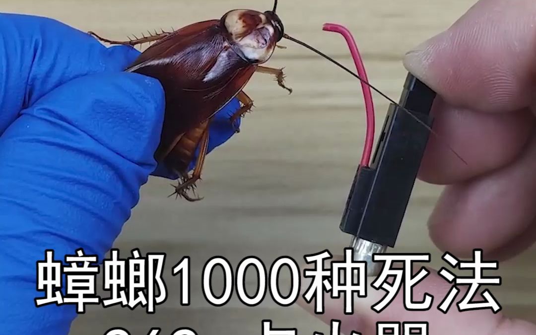 打火机里的点火器,电人都很疼,电蟑螂会有什么反应呢