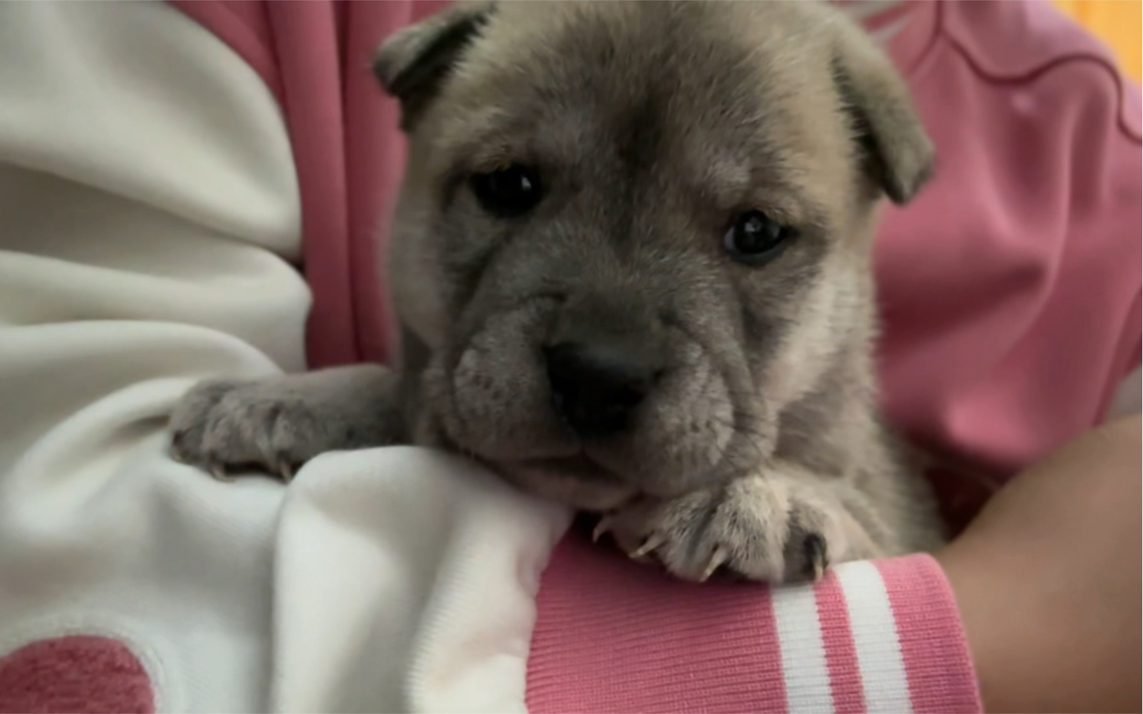 好委屈的小狗 小呆呆小时候