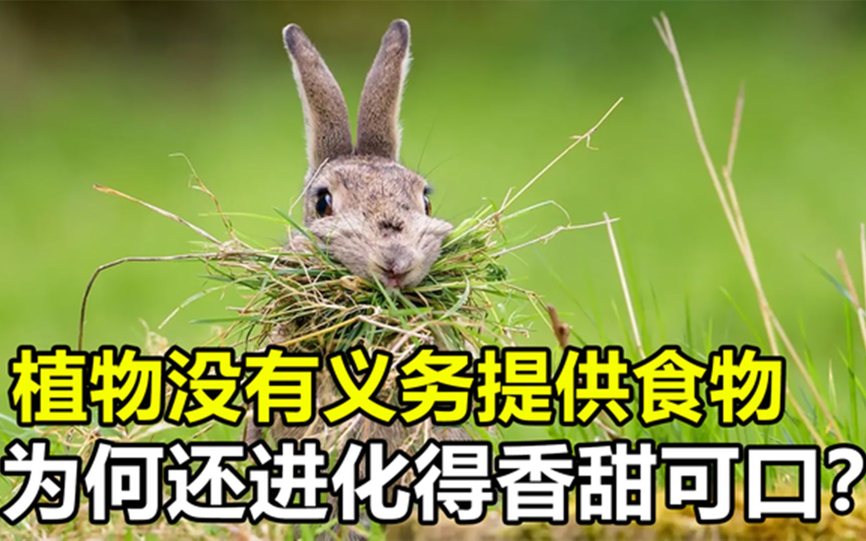 [图]如果进化论正确，为何植物进化的香甜可口？故意招惹动物吃吗？