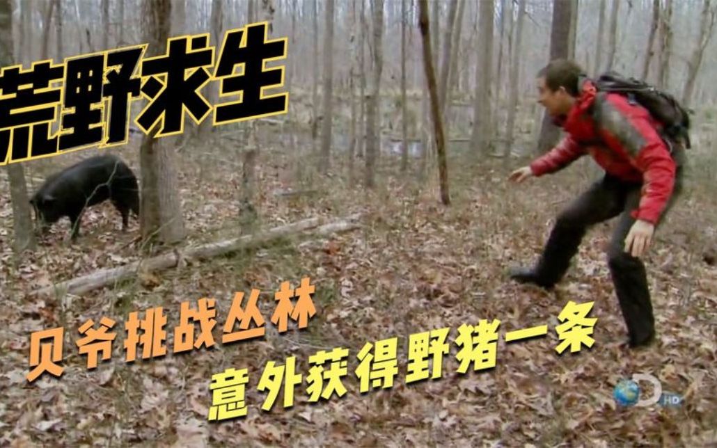 荒野求生贝爷徒手抓野猪差点吃瘪求生节目直接变为美食节目