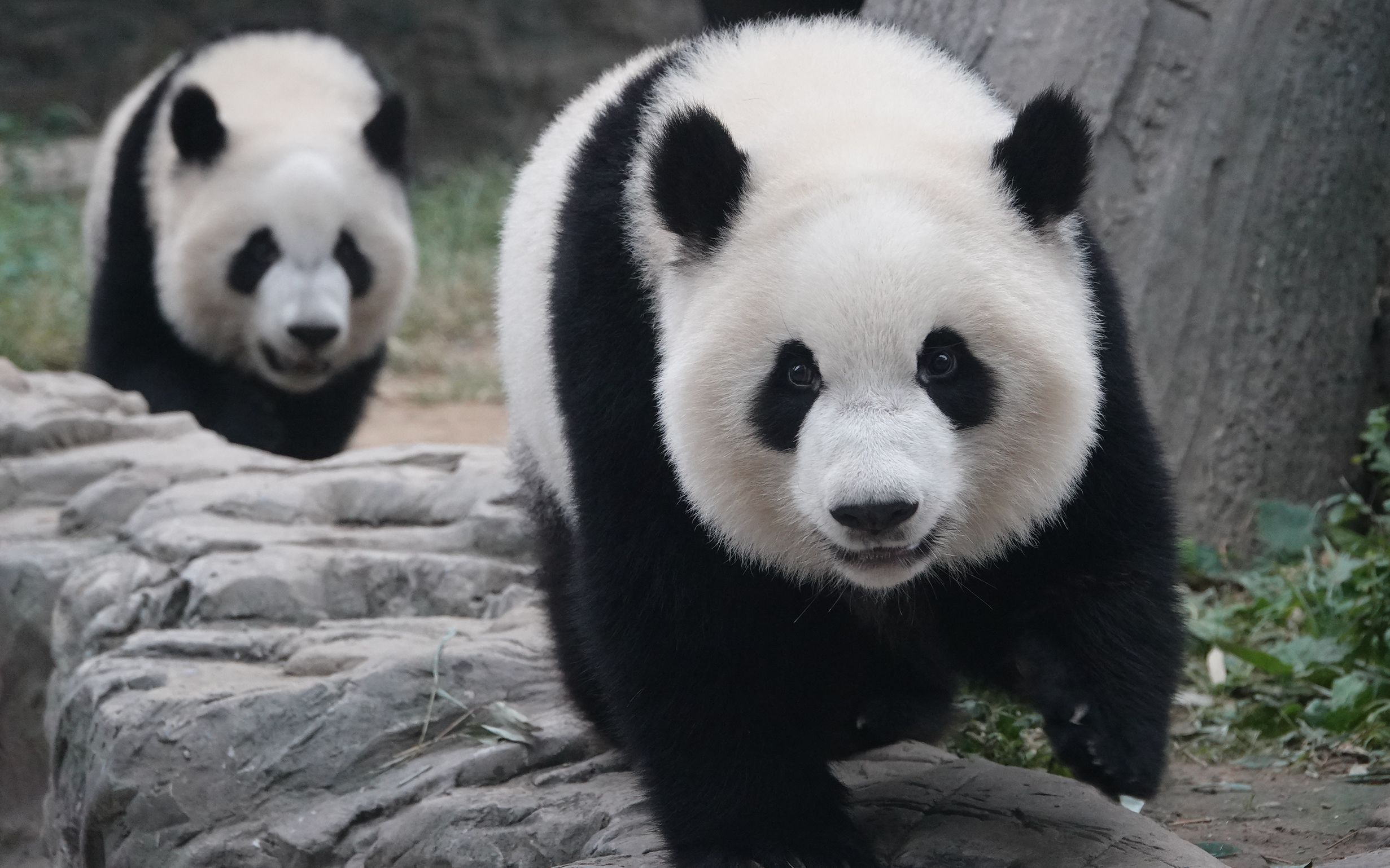 【大熊猫萌宝&大熊猫萌玉】两个小胖墩儿坐一起吃笋