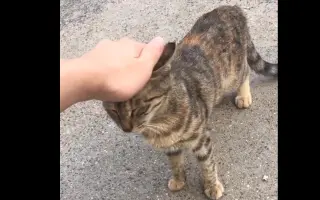 家附近路过一只狸花猫，当然要白嫖一下啦！