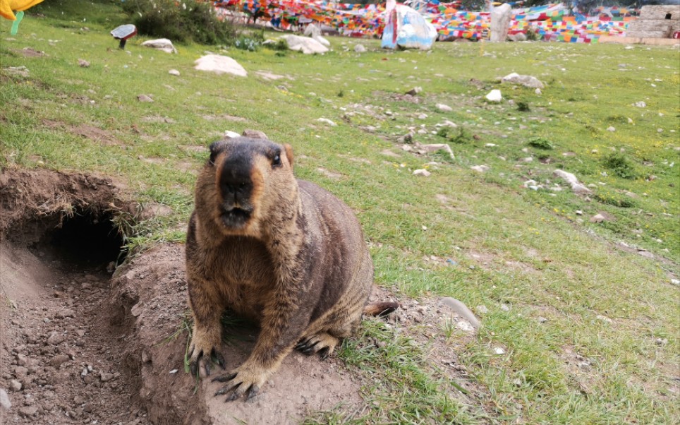 鍦熸嫧榧犳墦鏋