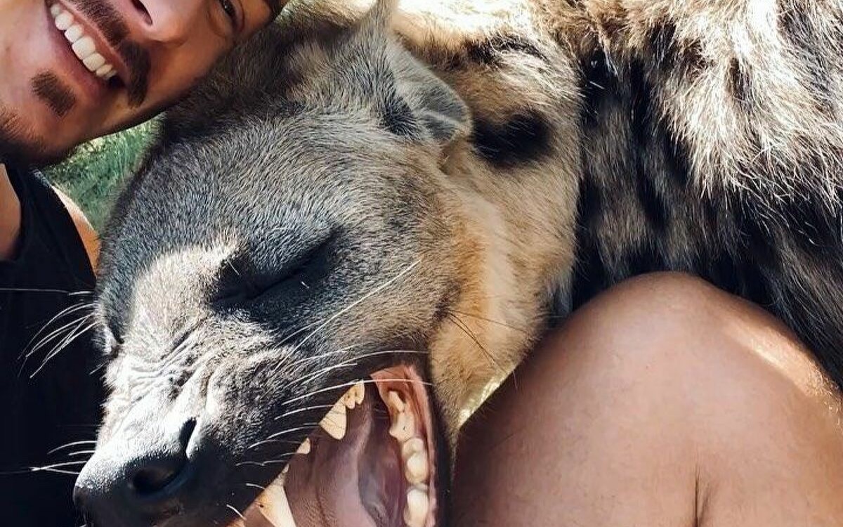 不要被视频里的甜腻欺骗其实鬣狗是非洲二哥deanschneider