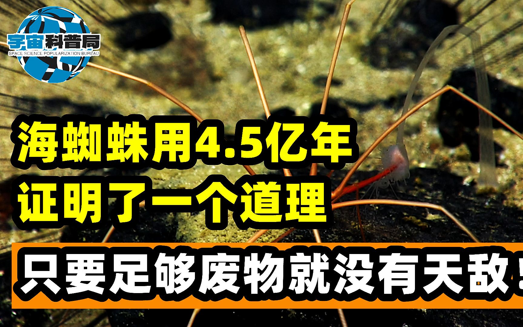 海蜘蛛用4.5亿年证明了一个道理:只要足够废物,就没有天敌哔哩哔哩bilibili