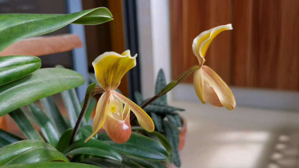 海伦兜兰paphiopedilumhelenae