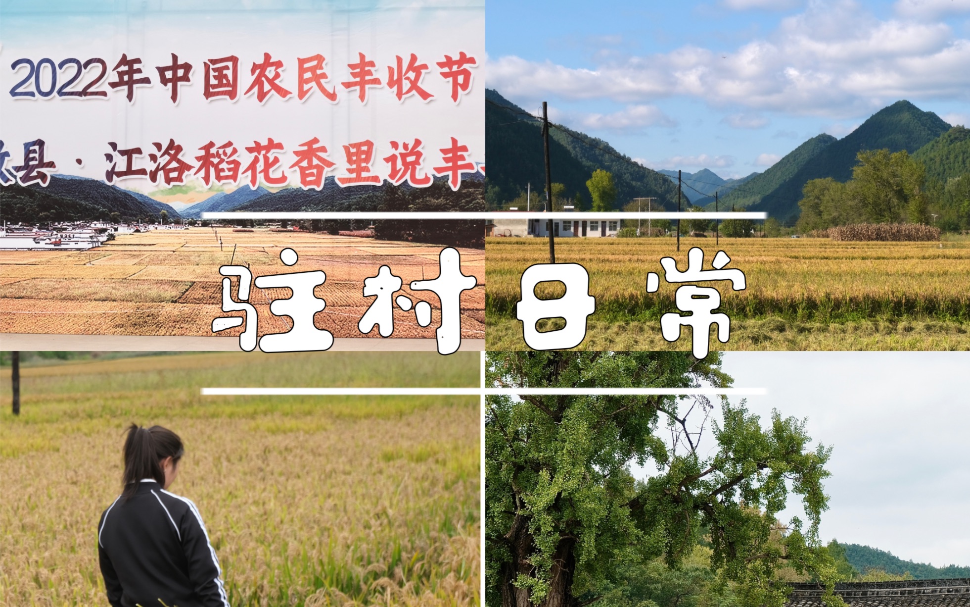 『选调生在基层』中国农民丰收节.我驻村的地方甘肃省陇南市徽县江洛镇李寺村的稻谷熟啦,稻花香里说丰收.在基层和广大农民朋友一起过丰收节,值...