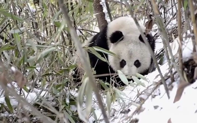 [图]偶遇秦岭野生黑白猪，在雪地里哼哼！！