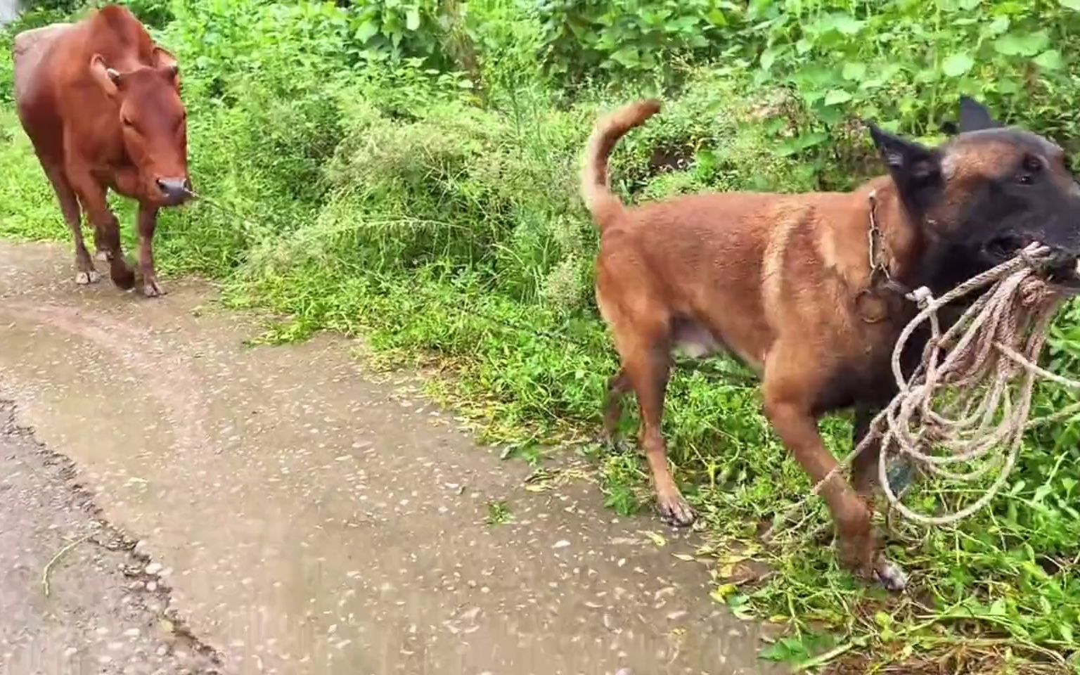 狗狗居然会放牛,还会帮女主人分担农活,最后一幕好暖心