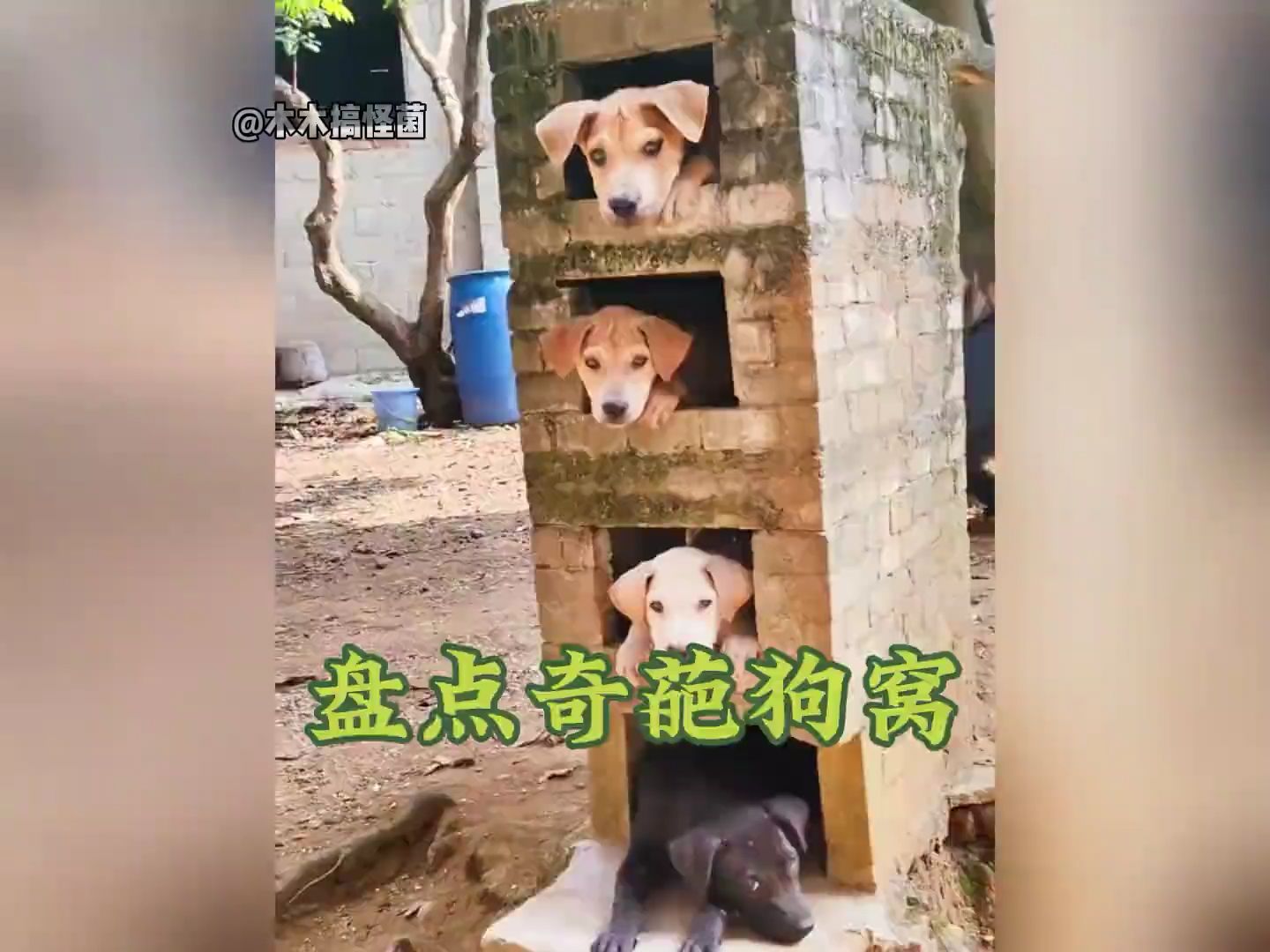 盘点奇葩的狗窝#每日一笑 #动物迷惑行为大赏 #萌宠