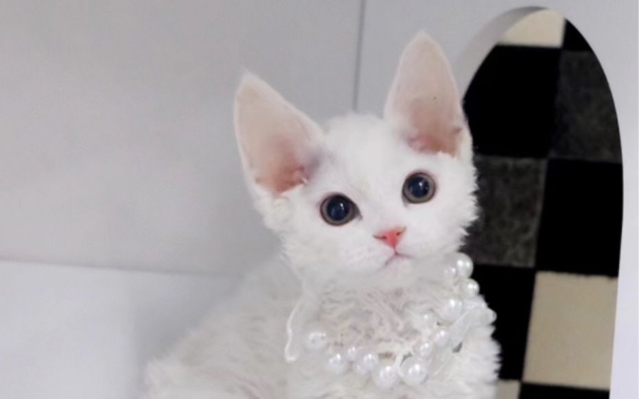 毛量又卷又多 白白的小绵羊7815精品纯白德文卷毛弟弟