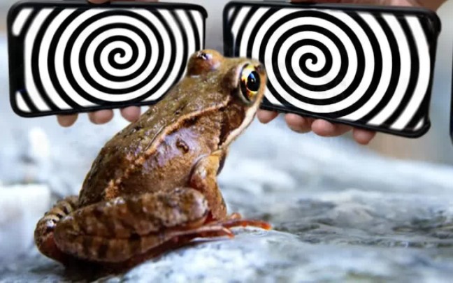 人类能催眠的动物!只需手机就能催眠青蛙,且永远都不会动!