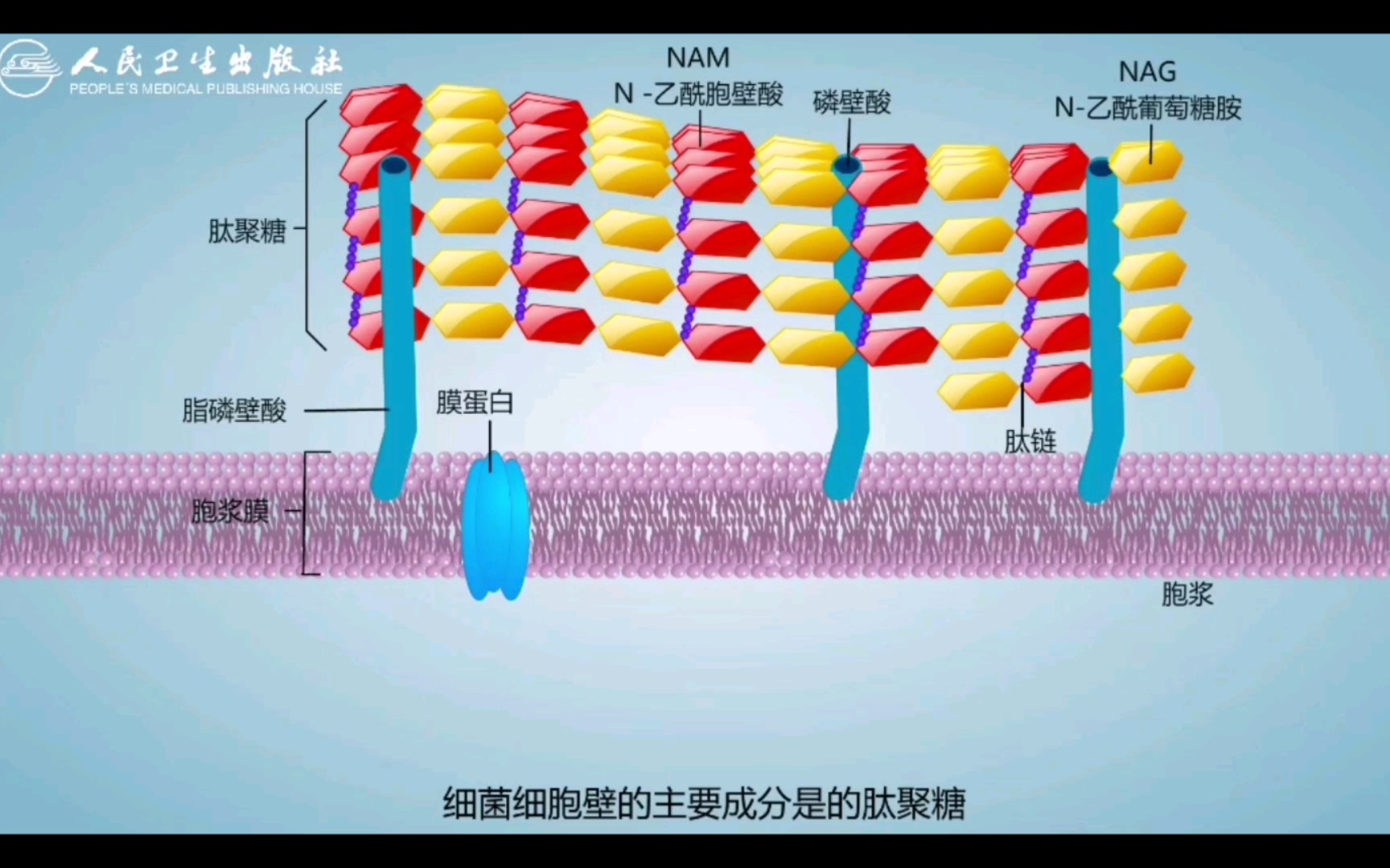 【药理学】青霉素作用机制哔哩哔哩bilibili