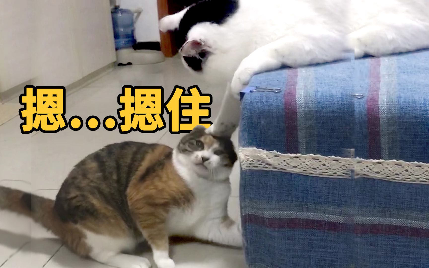 [图]猫认真复仇时我一般不笑，除非忍不住…