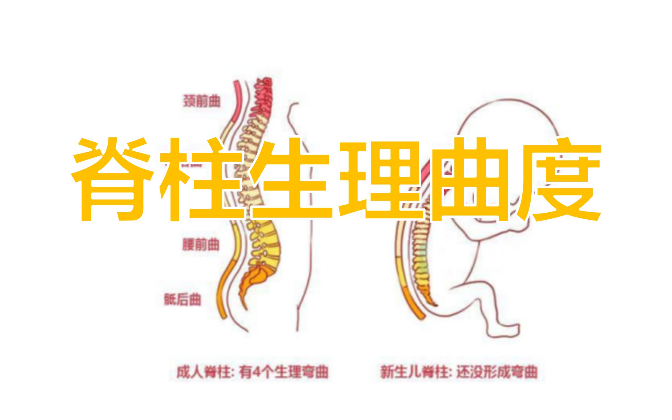 正常脊椎弧度图片