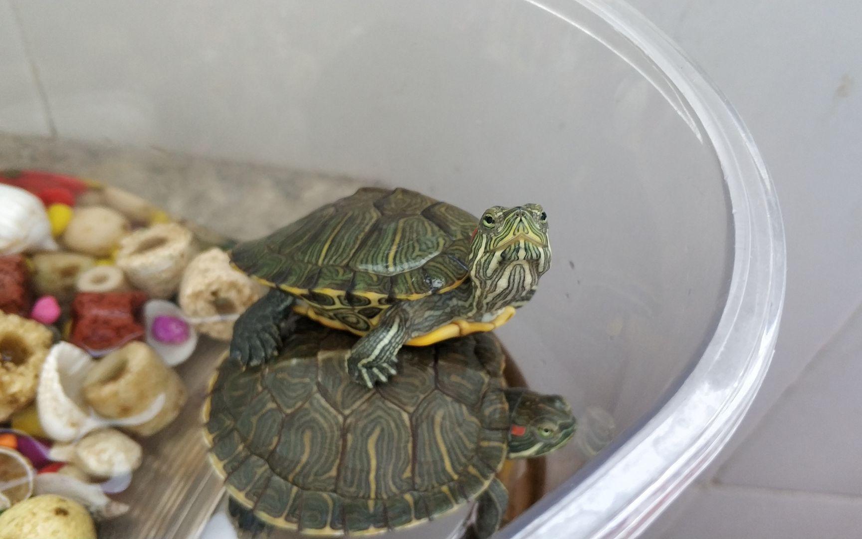 巴西龟的特殊晒背技巧_哔哩哔哩 (゜-゜)つロ 干杯~-bilibili