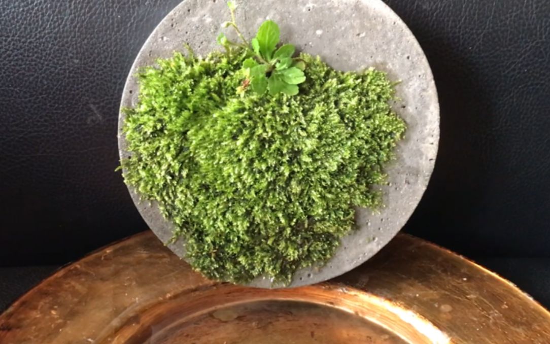 苔藓养护 | 你是新手也不怕,轻松玩转苔藓造景