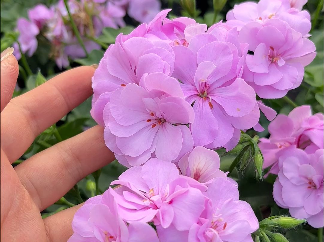 "大汉196"垂吊天竺葵,非常容易养成花瀑布,颜值高,勤花