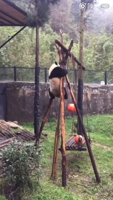 [图]【毛锅】秋千架上玩的不亦乐乎