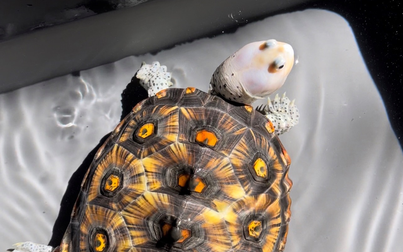 锦钻纹龟的品相讲解(图文详解)全网最全干货_哔哩哔哩_bilibili