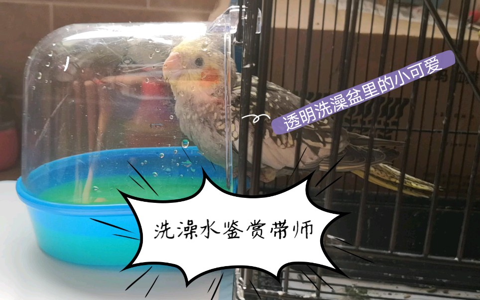 玄凤鹦鹉拉透明的水图片