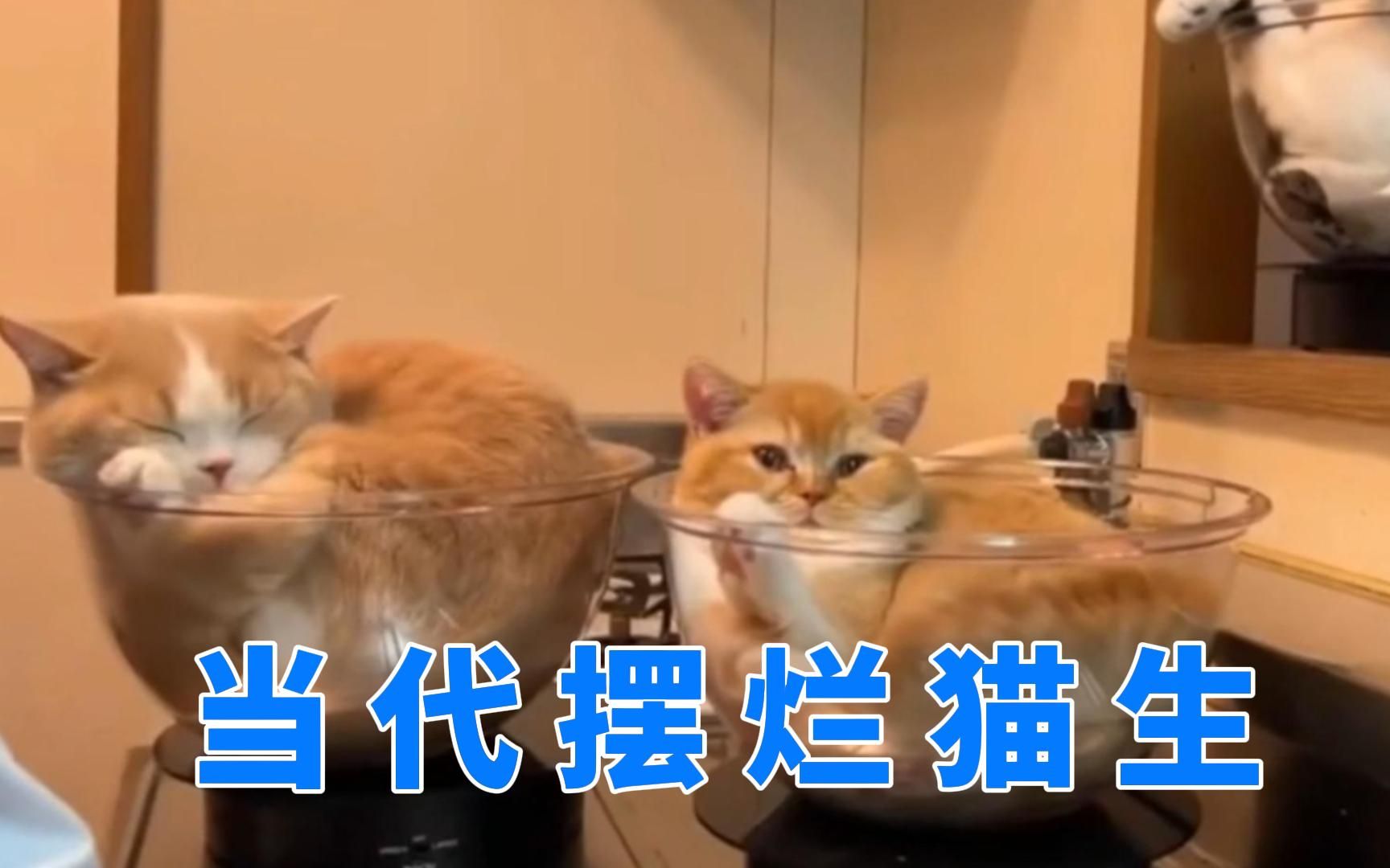 [图]当代摆烂猫生-万事躺着最大