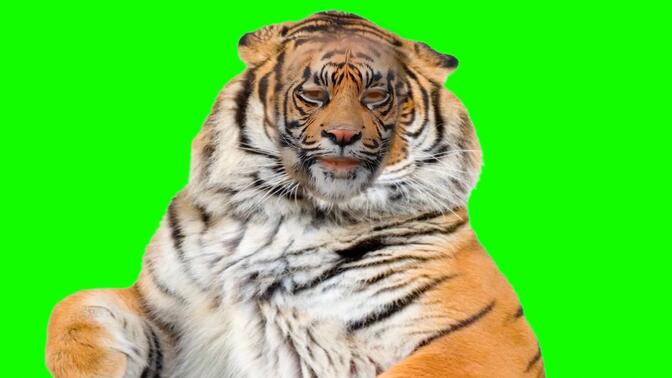 【绿幕】老虎被佳能400d照到浑身麻痹.gb