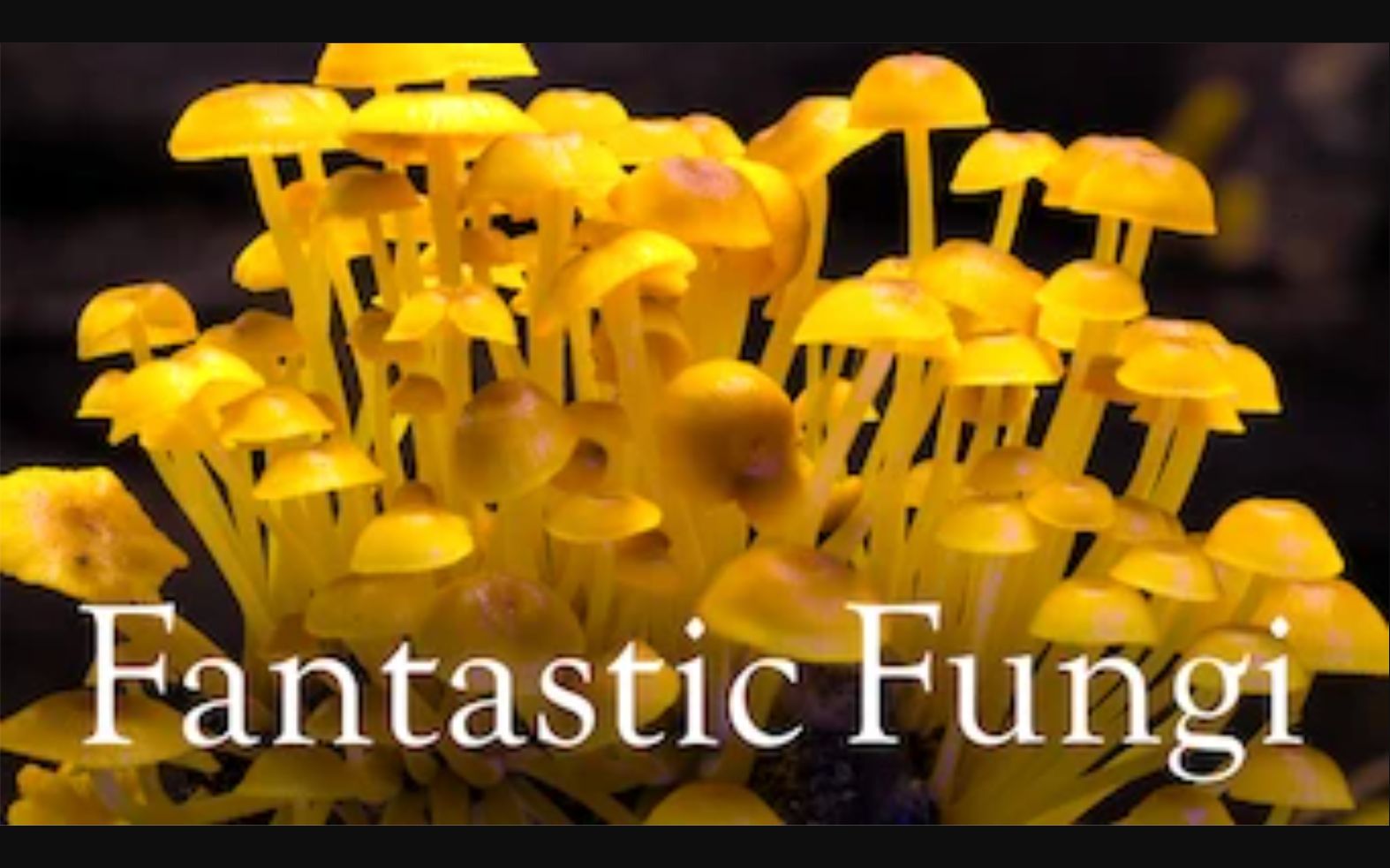 [PBS] 美妙蕈菇 Fantastic Fungi哔哩哔哩bilibili