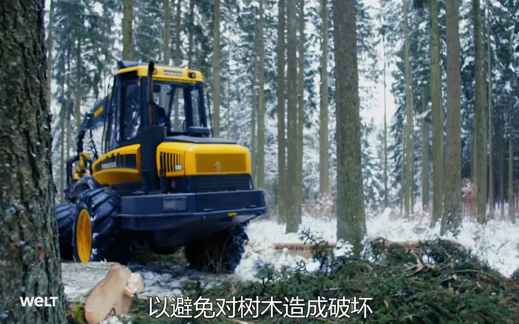 50万欧元伐木车一天能砍伐100多颗大树!